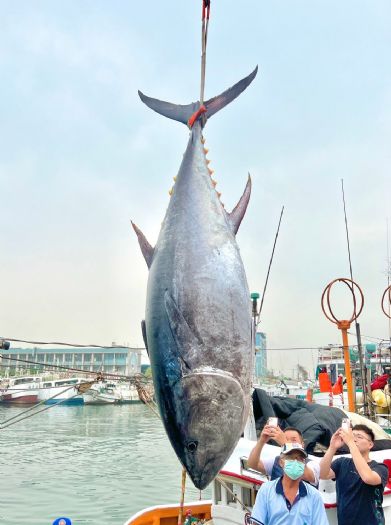 2023黑鮪魚季第一鮪確認 7日熱鬧拍賣